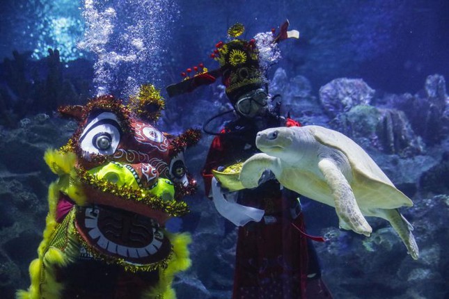 Thợ lặn mặc trang phục Thần Tài biểu
diễn múa lân trong thủy cung Aquaria KLCC trước thềm Tết Nguyên đán
ở Kuala Lumpur (Malaysia). Ảnh: EPA-EFE