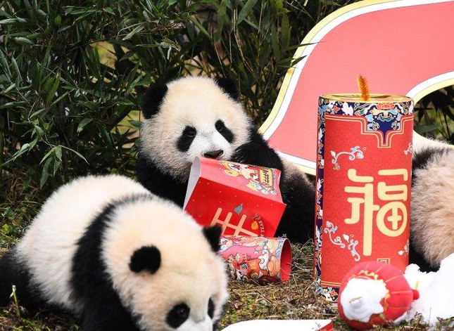 Gấu trúc chơi đùa với đồ trang trí
mừng năm mới ở khu bảo tồn Ngoạ Long (Tứ Xuyên, Trung Quốc). Ảnh:
AP