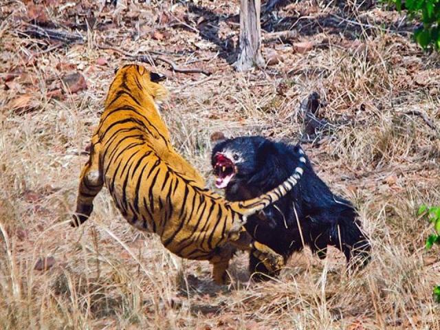 Thế giới - Hổ thực sự sợ gì?