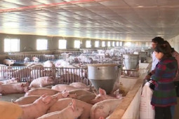 Thị trường - Tiêu dùng - Giá lợn hơi “thoát sàn” những ngày cận tết, người chăn nuôi phấn khởi kỳ vọng mức giá mới