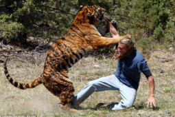 Thế giới - Bị kẻ săn trộm bắn không chết, hổ Siberia "báo thù" ghê người?