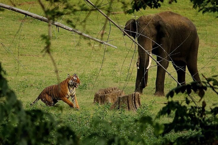 Hổ và voi thường chung sống khá hòa bình (ảnh: India Today)