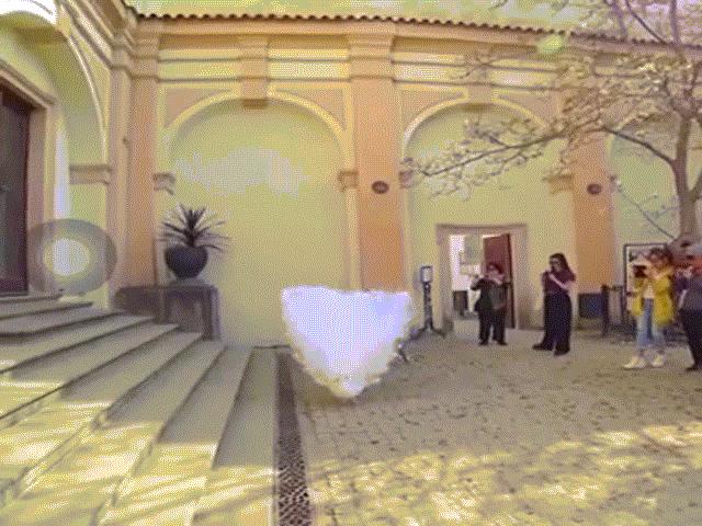 Phi thường - kỳ quặc - Màn xòe đuôi nhãn mãn của bạch khổng tước khiến hàng triệu người mê mẩn