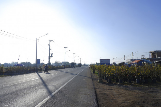 Những chậu hoa mai vàng Bình Định được bày bán trên tuyến đường tránh Quốc lộ 1A, đoạn đi qua địa phận thị xã An Nhơn.