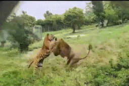 Thế giới - Hổ dữ và sư tử quyết đấu, con nào sẽ thắng?