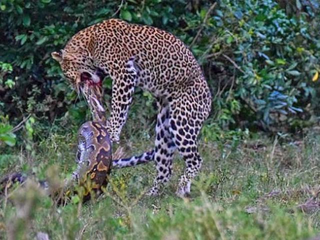 Media - Tưởng như thua cuộc, báo hoa mai tung đòn cắn vỡ đầu trăn "khủng"