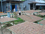 Đặc sản “vũ nữ chân dài” hút khách, giá nửa triệu đồng vẫn “cháy hàng”