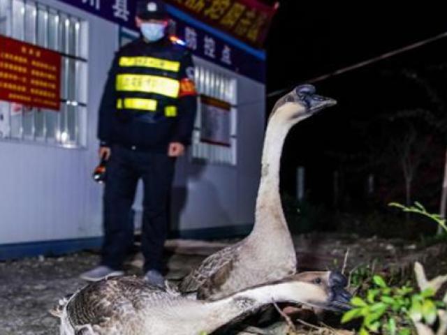 Thế giới - TQ sử dụng ngỗng để phát hiện người vượt biên trái phép như thế nào?