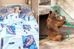 Thế giới - Uzbekistan: Hãi hùng mẹ ném con 3 tuổi vào chuồng gấu