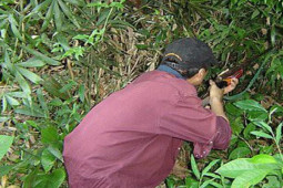 Pháp luật - Xách súng đi săn, bắn chết người vì tưởng là... khỉ