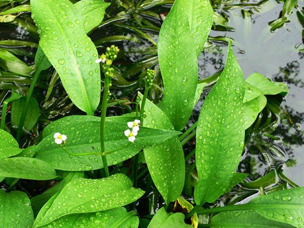 Trạch tả giúp lợi tiểu, tăng cường đào thải acid uric