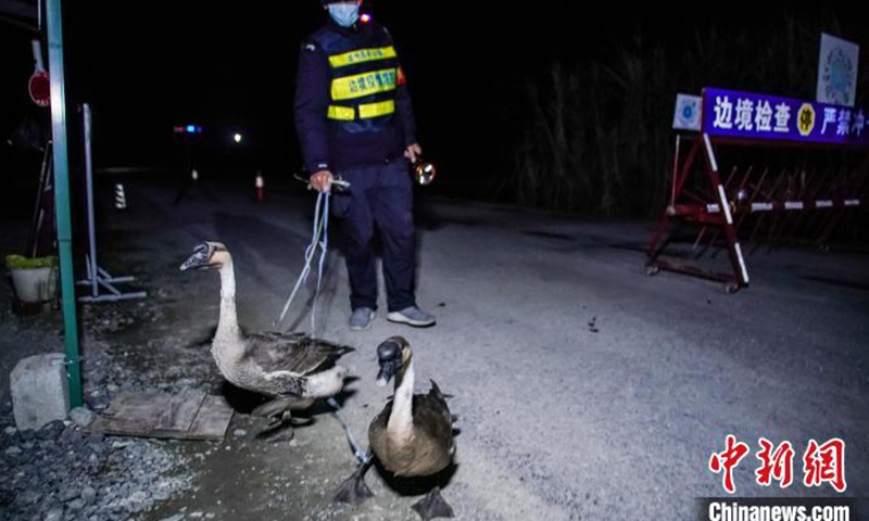 Ngỗng giúp lực lượng tuần tra phát hiện người vượt biên trái phép trong đêm ở huyện Long Châu. Ảnh Chinanews
