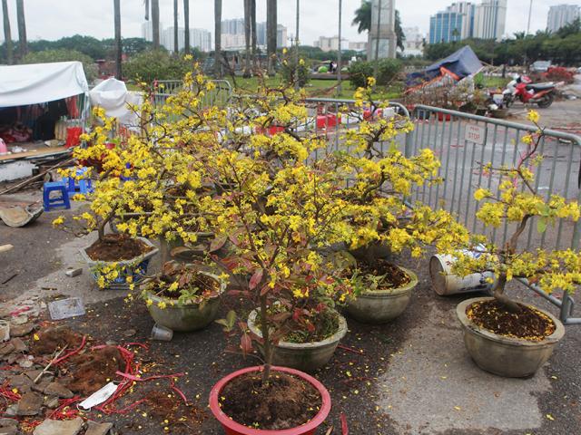 Tin tức trong ngày - "Đại hạ giá" đào, mai vẫn ế, chủ hàng tuyên bố mang về, không để khách ép giá