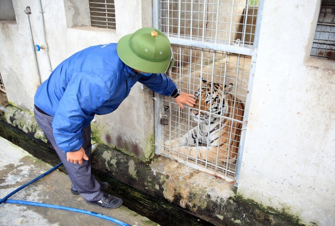 Con hổ được anh Thế nuôi từ nhỏ thể hiện sự thân thiện.