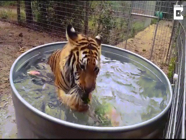 Phi thường - kỳ quặc - Video: Hổ cái mải mê ngâm mình trong bồn nước khiến dân mạng thích thú