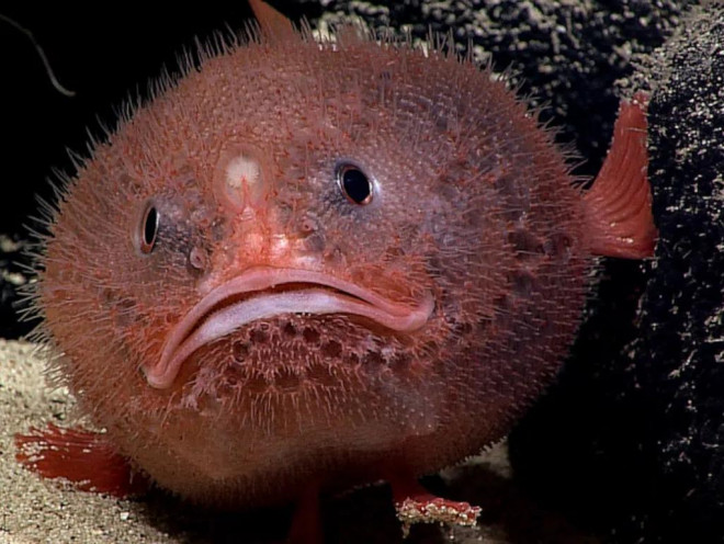 Ảnh: NOAA Ocean Exploration &amp; Research