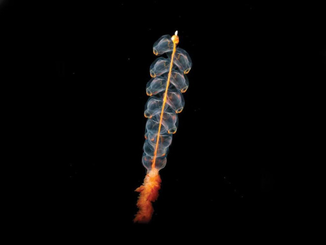 Sứa ống Marrus Orthocanna. Ảnh: wikipedia