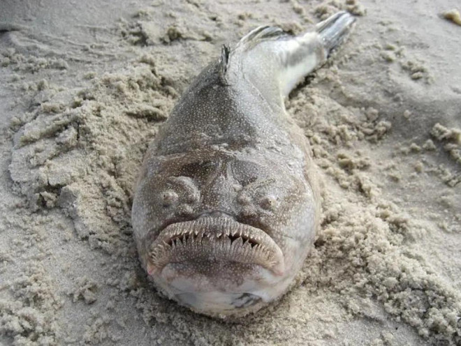 Cá chiêm tinh (Stargazer). Nguồn Wikipedia Commons