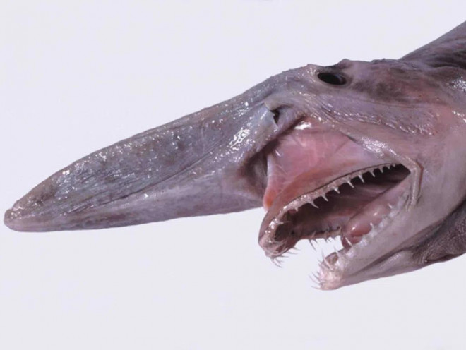 Loài cá mập yêu tinh (goblin shark) với chiếc mõm nhọn dài. Ảnh: Wikimedia Commons