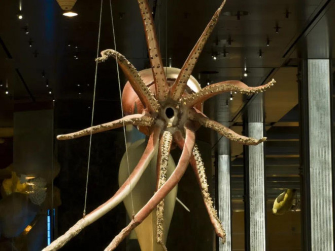Mực khổng lồ. Ảnh: Wikimedia Commons
