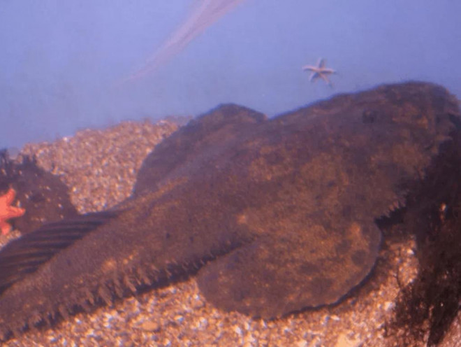 Cá thầy tu dưới đáy đại dương. Ảnh: Wikimedia Commons