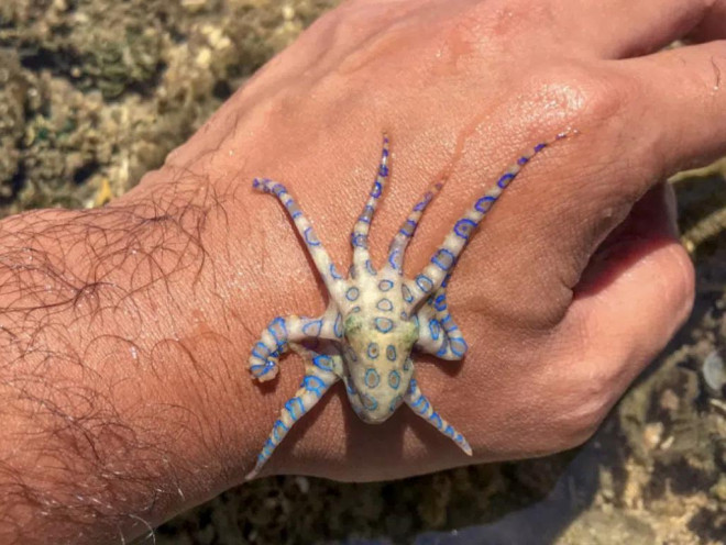 Loài bạch tuộc nhỏ bé này có chất độc ngang ngửa cá nóc. Ảnh: Shutterstock