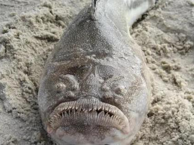 Phi thường - kỳ quặc - Những phát hiện kỳ lạ nhất dưới đáy đại dương