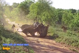 Phi thường - kỳ quặc - Video: Ngựa vằn đau đớn khi bị "biến" thành "dụng cụ trực quan" cho cho sư tử dạy con săn mồi