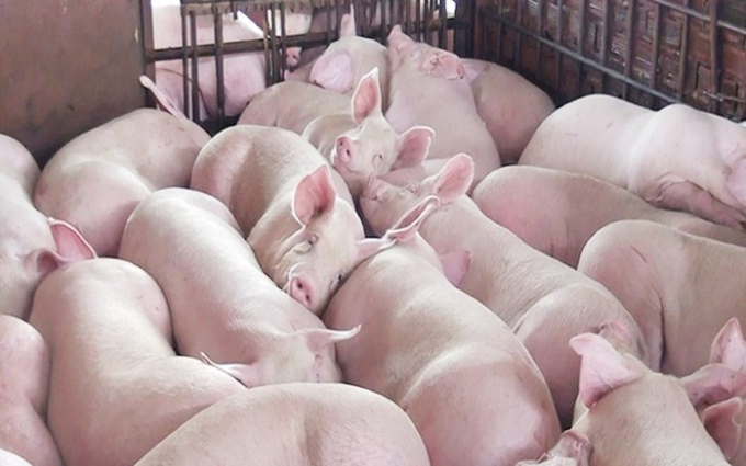 Giá lợn hơi tăng liên tục trong thời gian gần đây