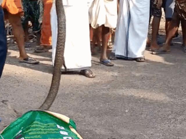 Media - Clip: Dùng tay không bắt rắn hổ mang, người đàn ông bị cắn vào chân