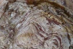 Thị trường - Tiêu dùng - Đem "khúc gỗ mục" về nhà, anh nông dân không ngờ nhặt được cả kho báu