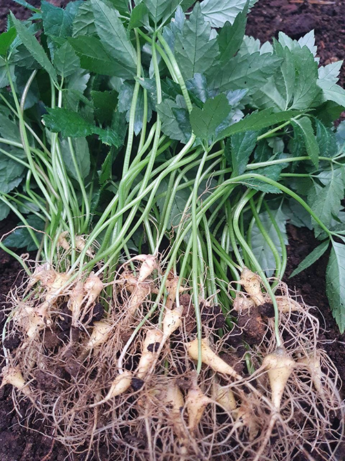 Dự án MHG Farm với triết lý kinh doanh gắn liền với trách nhiệm xã hội - 4