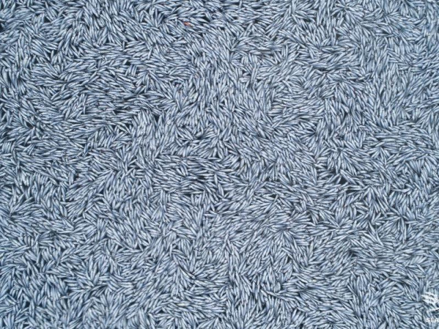 Thế giới - Chùm ảnh: Kỳ lạ cả 100.000 con cá chết trôi nổi thành bè trên bờ biển Pháp