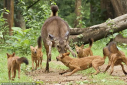 Phi thường - kỳ quặc - Bị đàn sói lửa bao vây, nai mẹ một mình chống chọi bảo vệ con