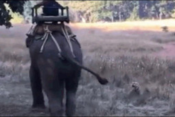 Media - Clip: Hổ dữ ngông cuồng lao ra tấn công voi rừng và cái kết muối mặt