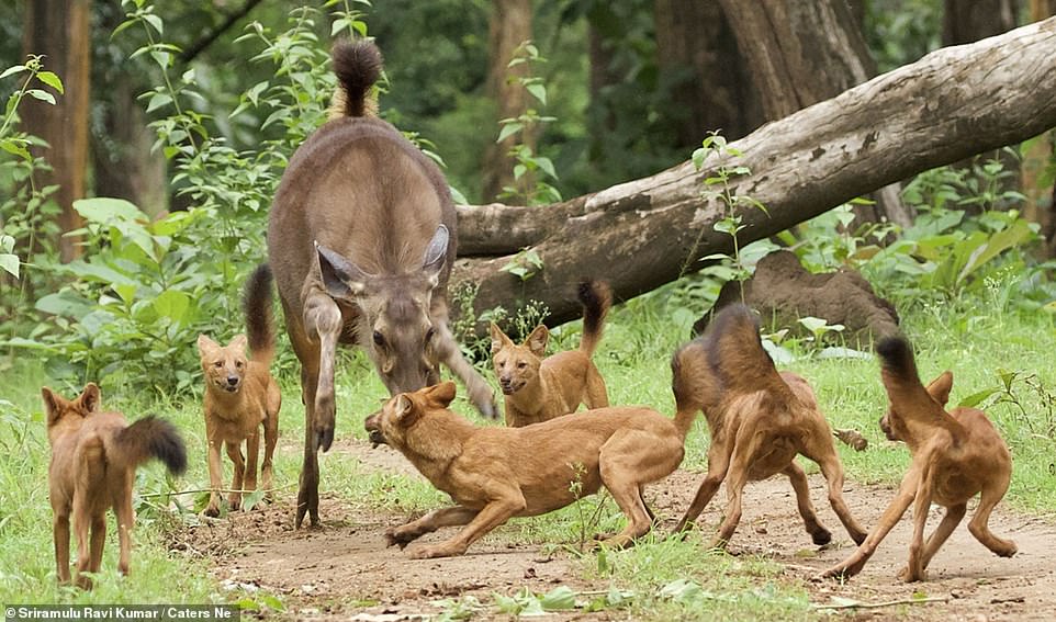 Nai mẹ bị 6 con sói lửa vây quanh ở rừng Kabini, Ấn Độ. Ảnh: Caters News