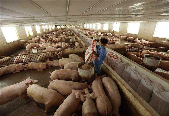 Giá lợn hơi đang tăng dần đều