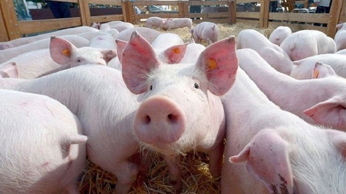 Gi á lợn hơi liên tục tăng từ thời điểm trước tết
