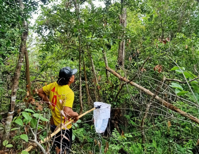 Kiến vàng thường làm tổ trên những cành cây trong rừng