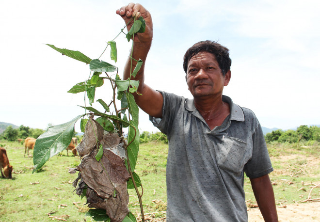 Tổ kiến được lấy nhanh chóng khỏi thân cây