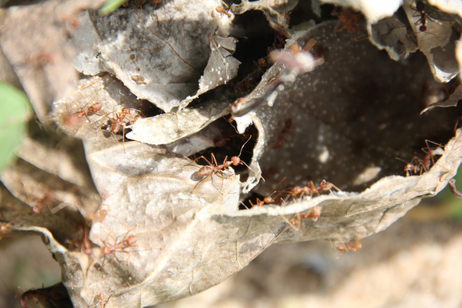 Kiến dùng làm muối tốt nhất được bắt vào tháng 10-12 hằng năm