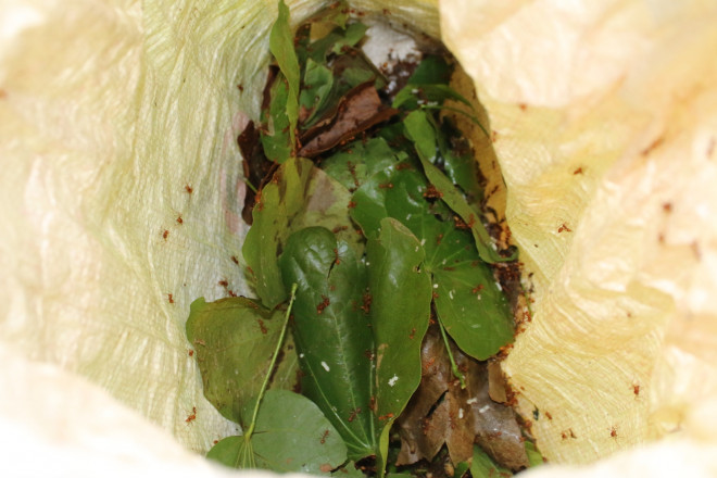 Bỏ ngay vào bao rồi giũ sạch