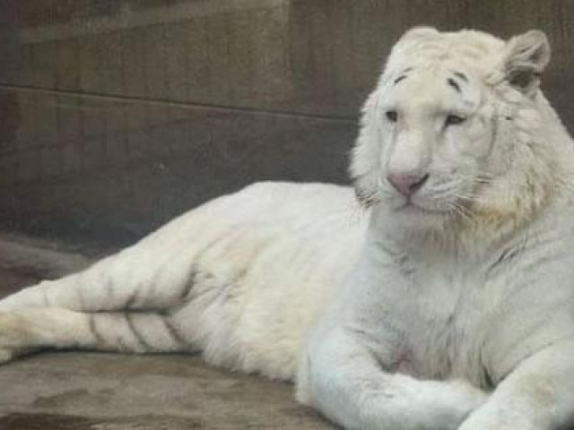 Video - Bỏ qua lan đột biến đi, hổ đột biến mới thực sự quý!