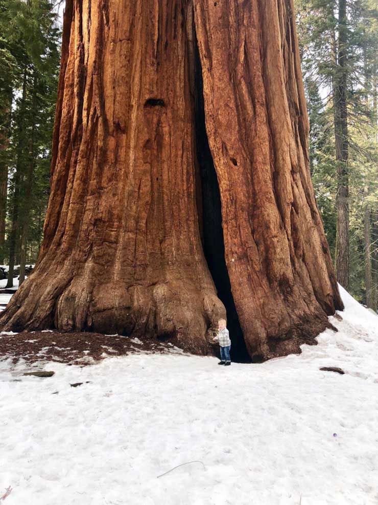 14. Cậu bé tí hon bên cây đại thụ khổng lồ nằm trong vườn quốc gia Sequoia, Mỹ.
