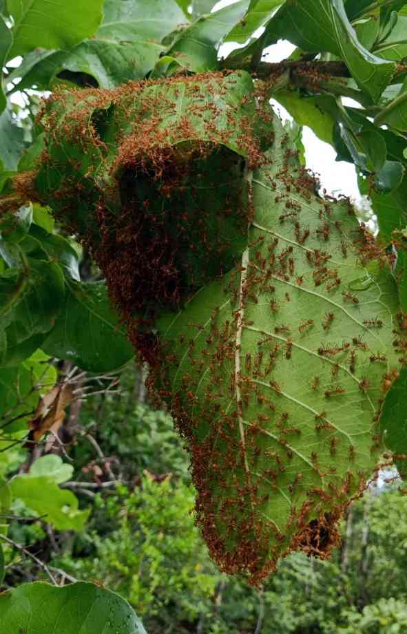 Thời điểm bắt kiến tốt nhất là từ tháng 10-12, bắt khi trời còn đang sương