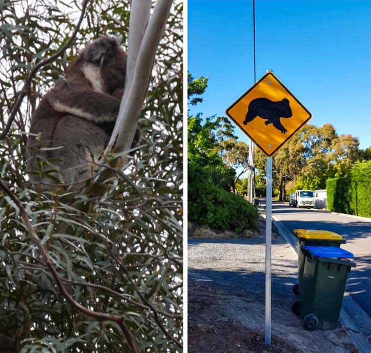 4. Gấu túi sống trong sân của một số gia đình, có hẳn biển báo để nó băng qua đường một cách an toàn ở Úc.
