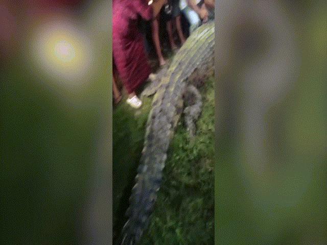 Thế giới - Indonesia: Cá sấu bị lốp xe mắc ở cổ, 6 năm mới được giải thoát