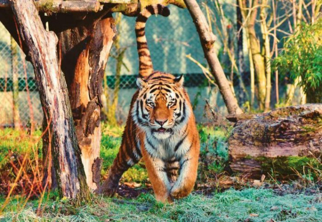 Hổ là một trong những loài vật có nguy cơ tuyệt chủng cao nhất thế giới