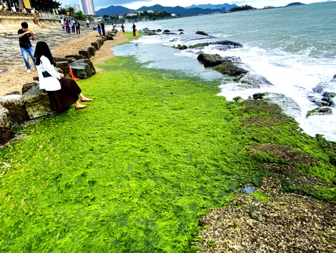 Thềm rêu xanh tuyệt đẹp ở Nha Trang hút khách đến check-in - 1