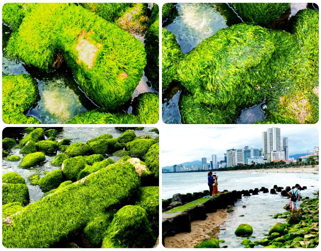 Thềm rêu xanh tuyệt đẹp ở Nha Trang hút khách đến check-in - 3